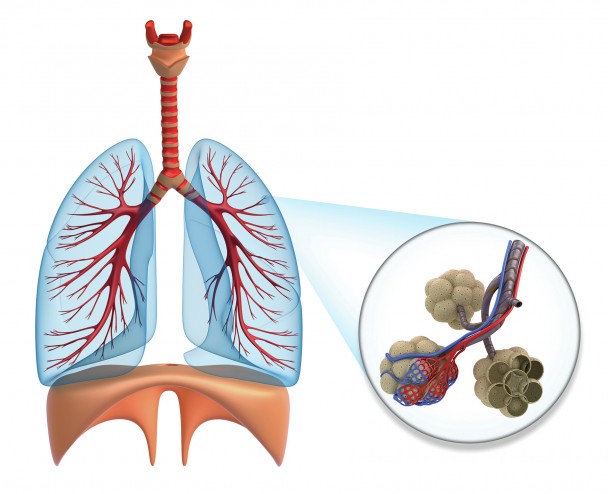 Alveoles poumons